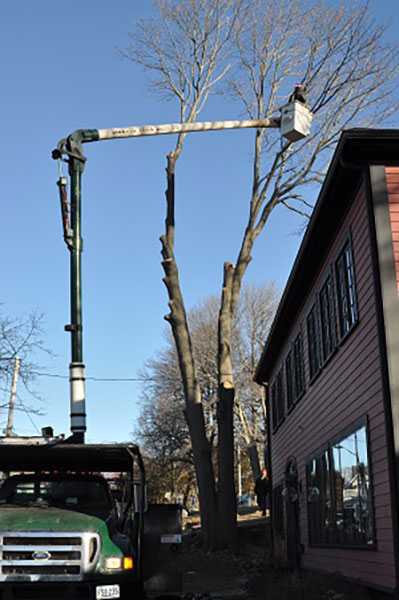 Cicoria Tree and Crane Service - Tree Service Groveland, Massachusetts
