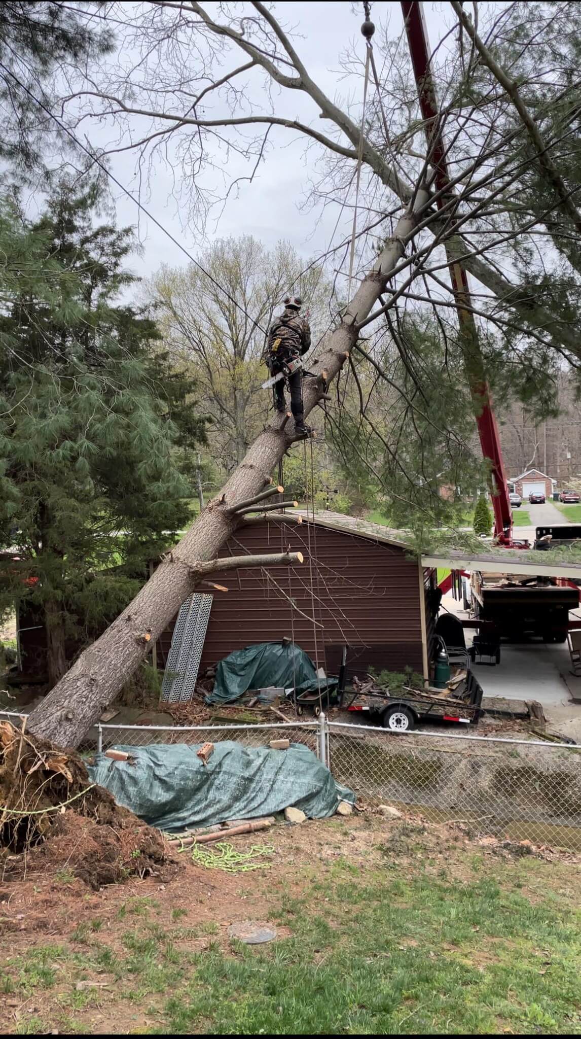Arborist and tree surgeon